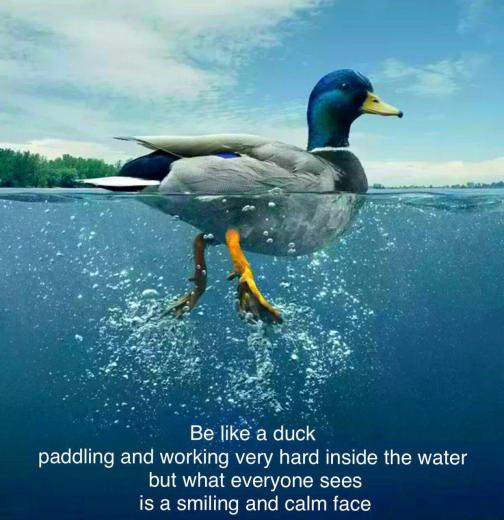 مانند اردک باش!. به سختی در آب دست و پا میزند،